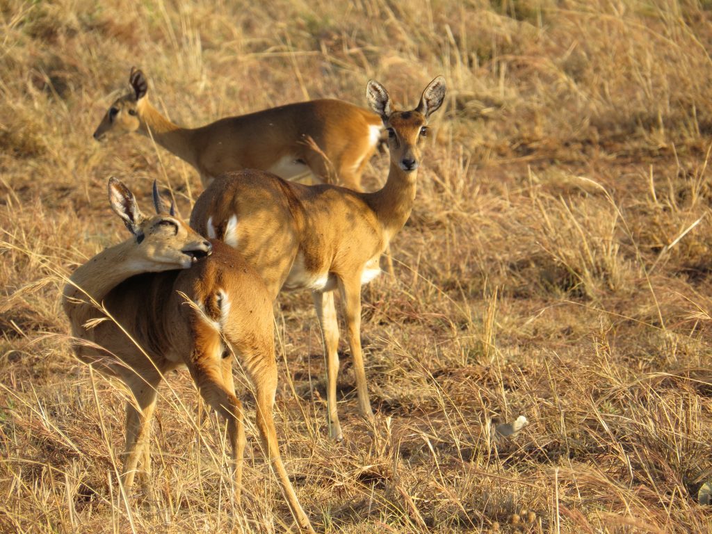 Oribi Antelop- Kidepo Wildlife Safaris