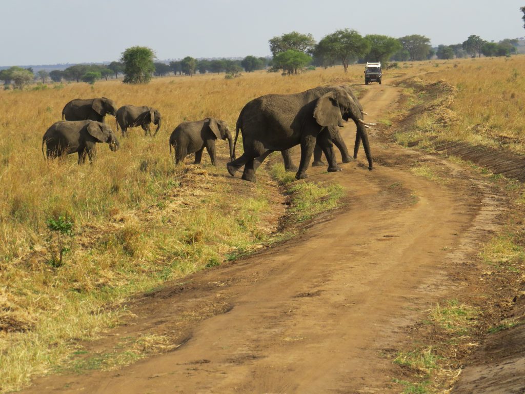 African elephants- Kidepo Wilderness safaris