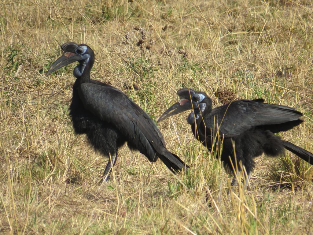 Abyssinian ground hornbill at Kidepo Valley National park- Kidepo Wildlife safaris