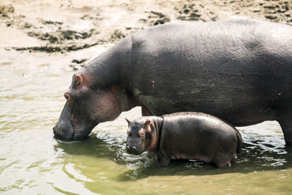 Hippo and baby in Queen Elizabeth NP- Cost of Uganda safaris