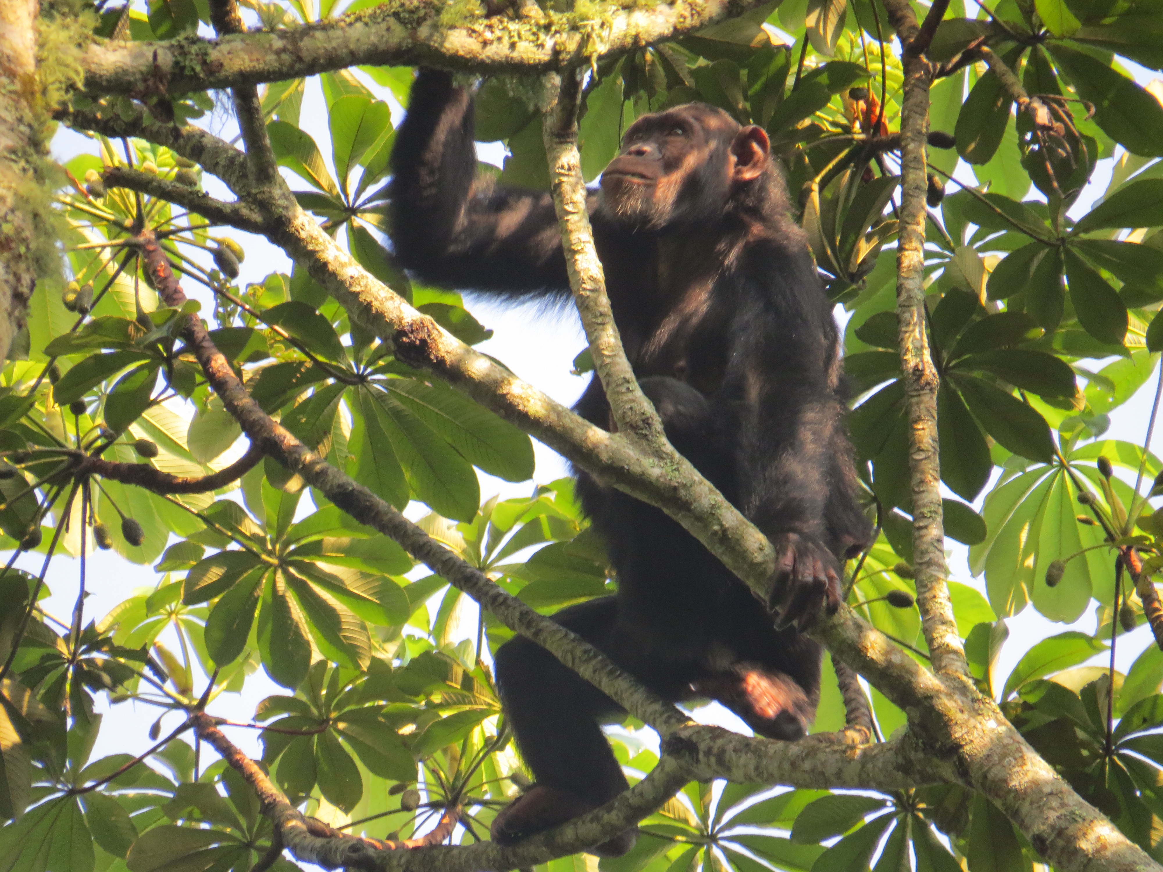 Chimpanzee in Kalizu- Chimpanzee trekking tours in Uganda