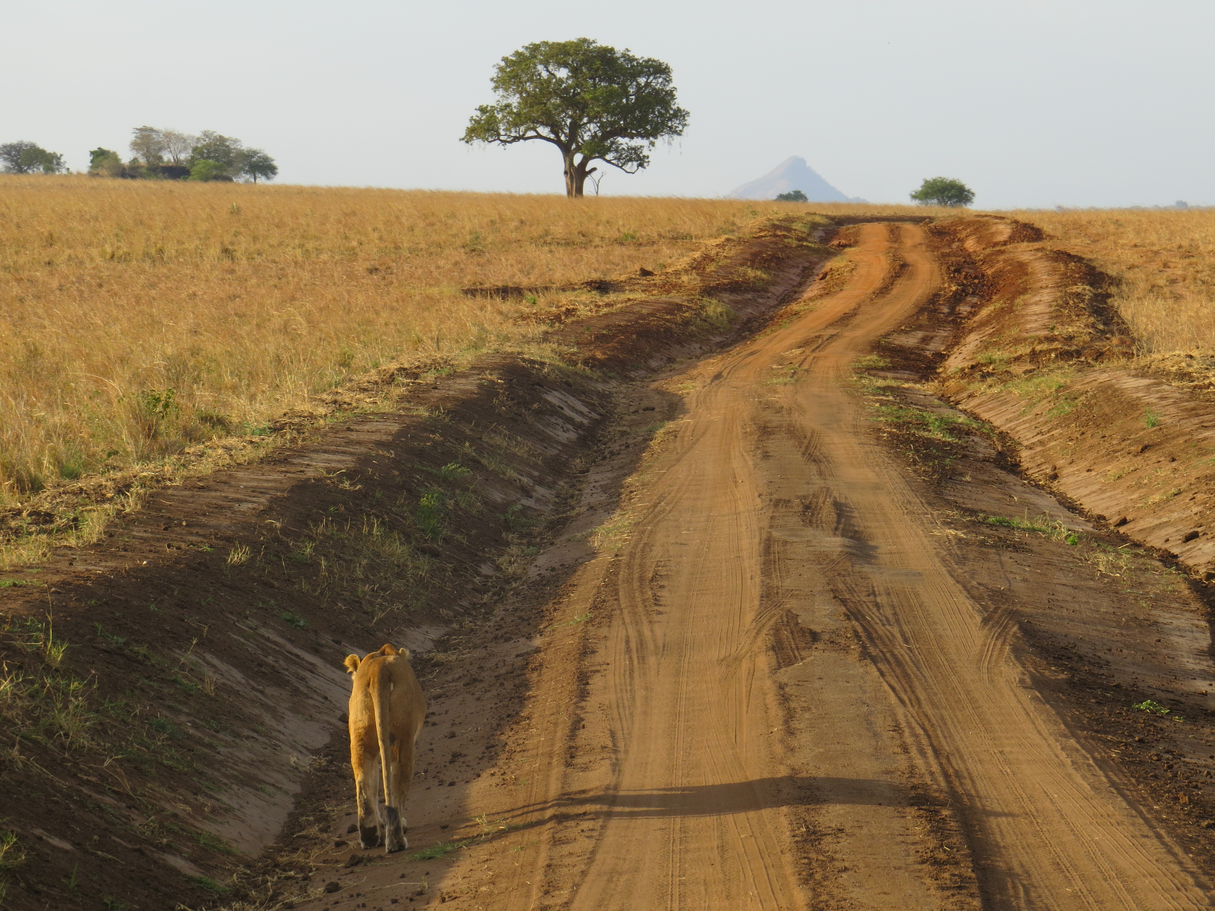 Lion in Kidepo Valley NP- Cost of Uganda safaris
