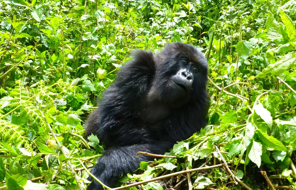 4 days luxury Rwanda Gorilla trekking 1200
