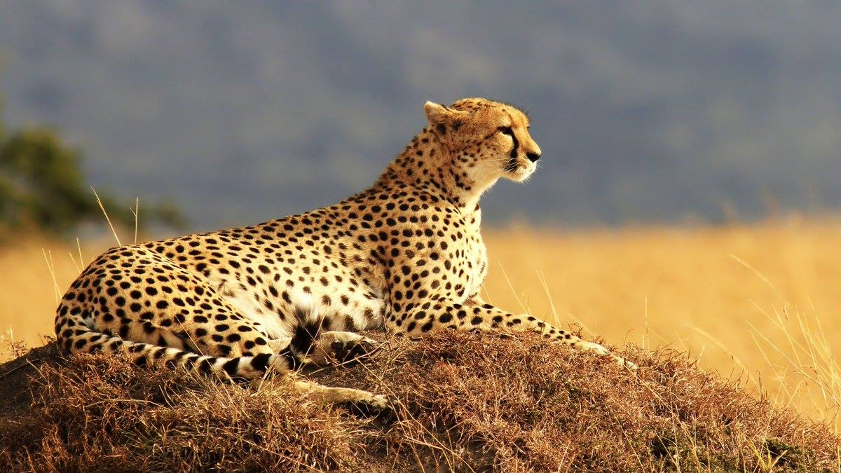 Cheetah in Pian Upe Wildlife Reserve