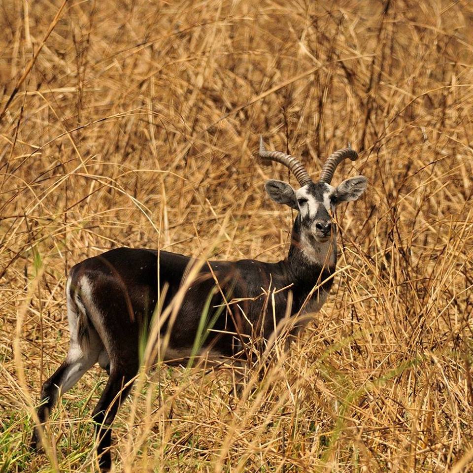 White Eared Kob spotted in Pian Upe Wildlife Reserve