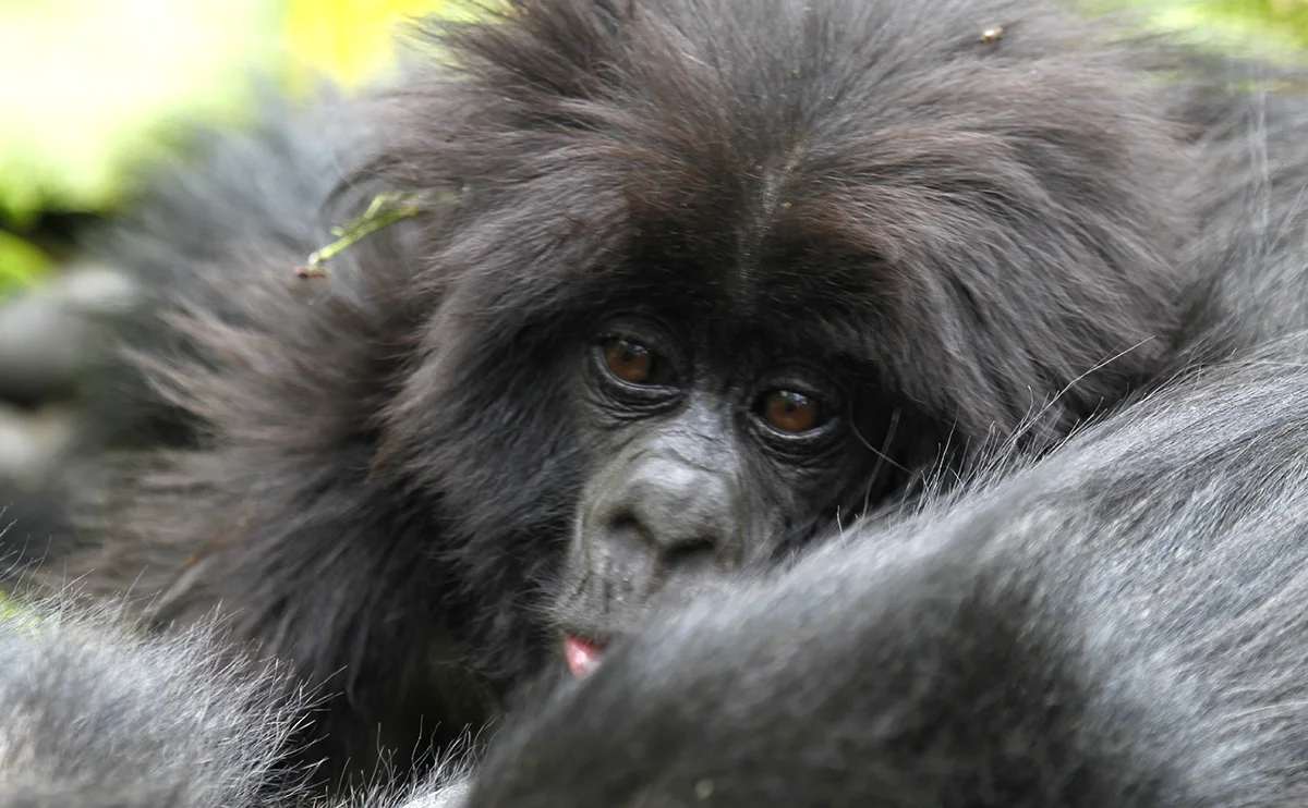 Best places for Gorilla Trekking Gorilla Trekking Gorilla Link Tour 1200