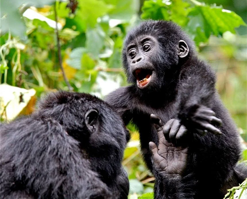 Best places for Gorilla Trekking Gorilla treks Bwindi Forest Gorilla Link Tours 900
