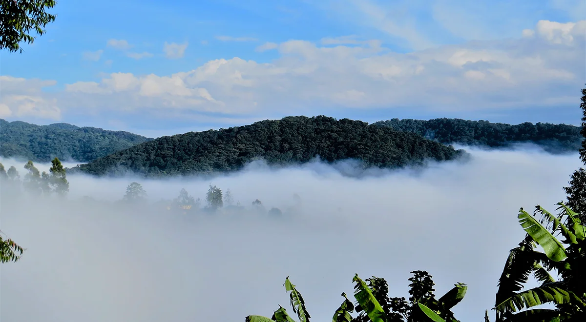 Misty Bwindi Impenetrable Forest Uganda Gorilla Link Tours 1200