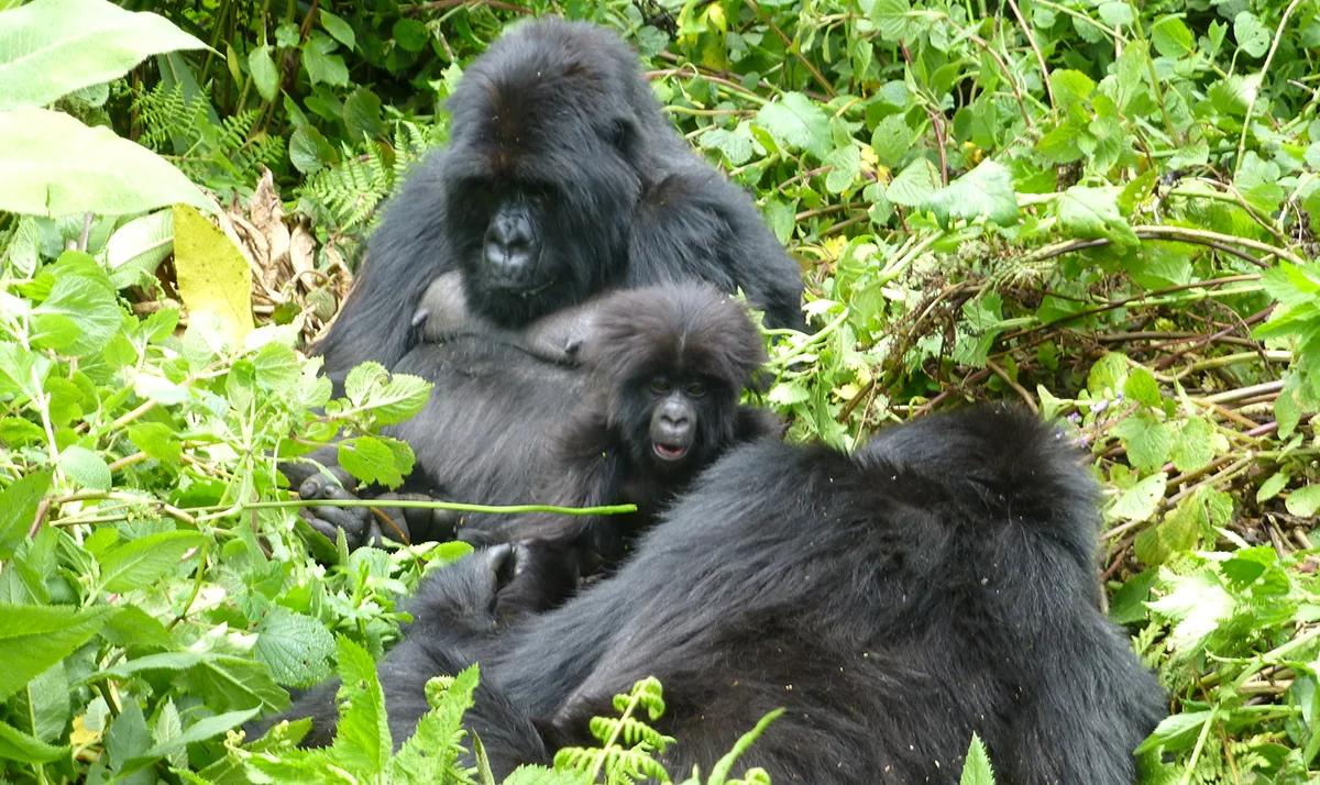 Rwanda Boppart 1200