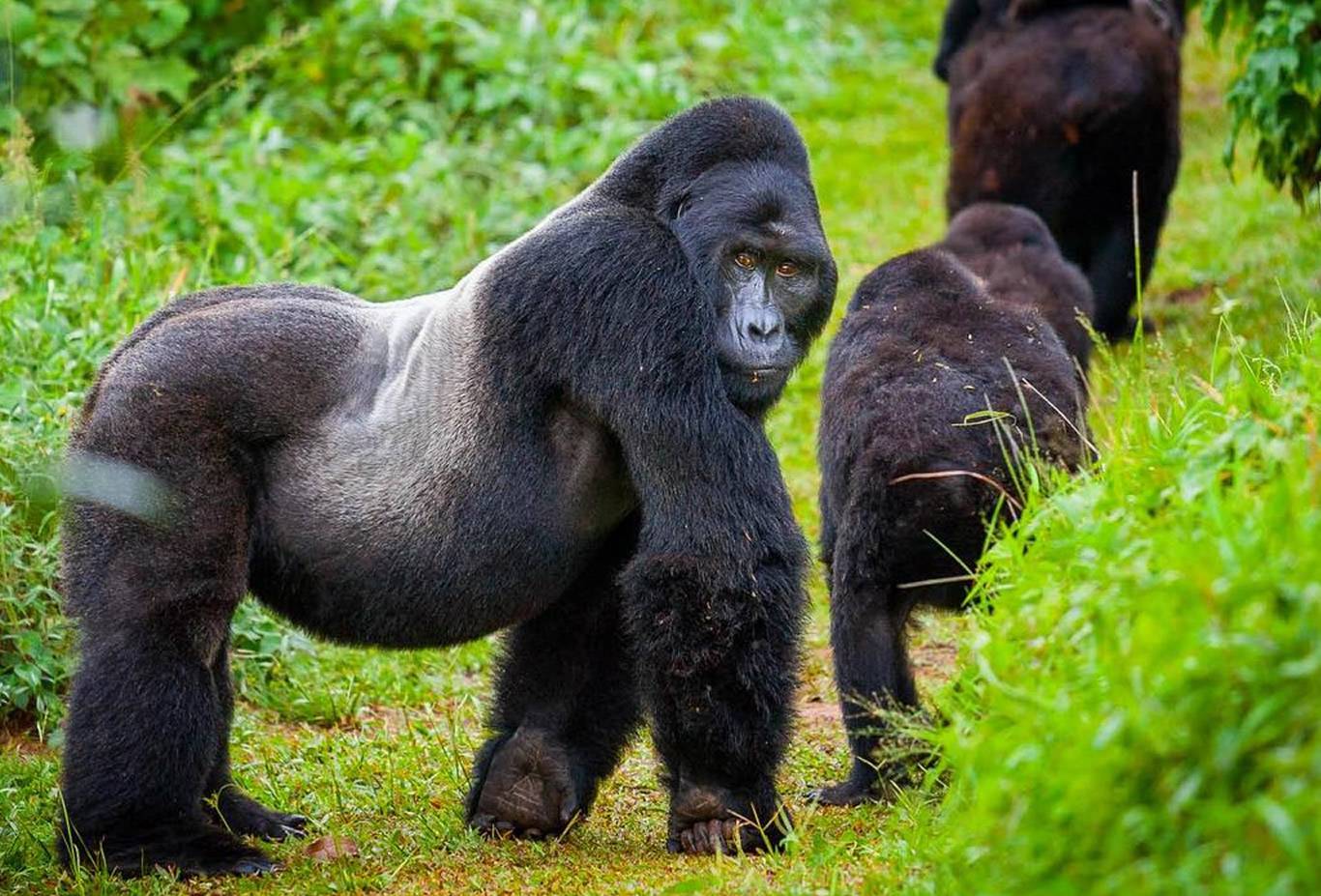 Gorilla Trekking in Uganda