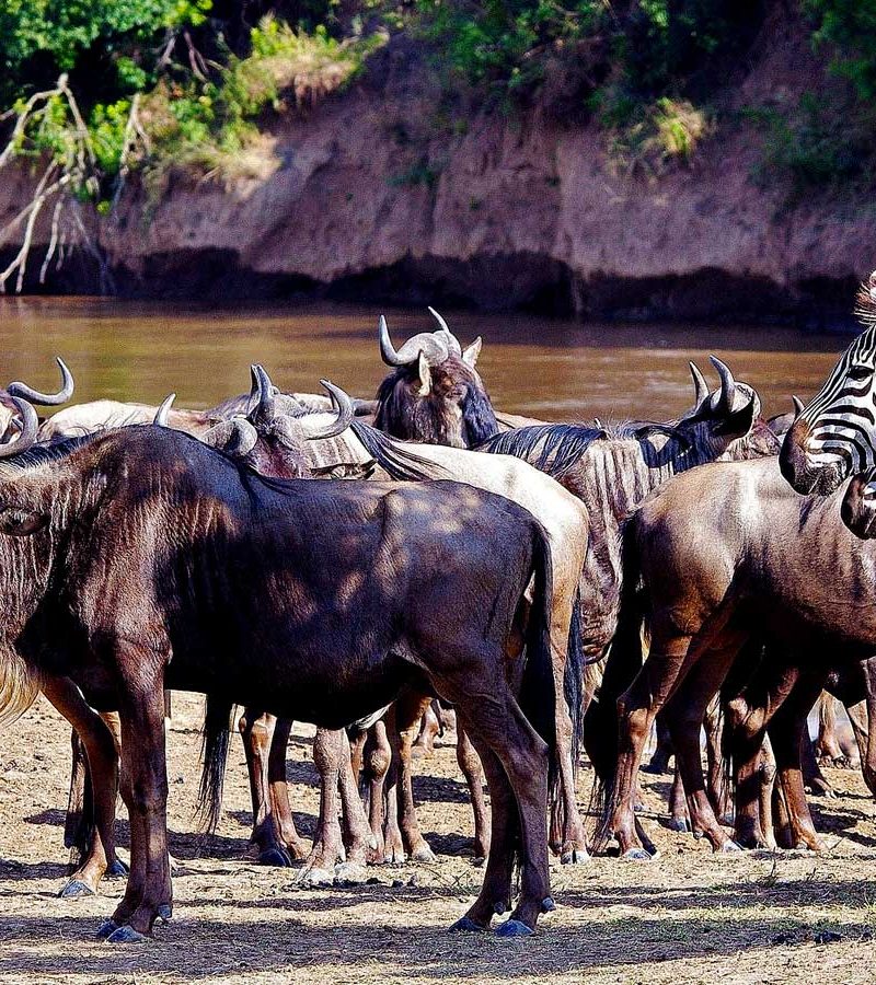 10-days-tanzania-safari-package