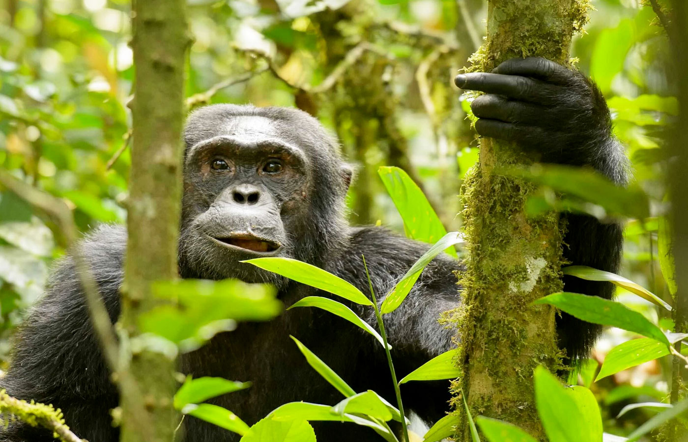 11-days-combination-adventure-burundi-rwanda-and-the-drc