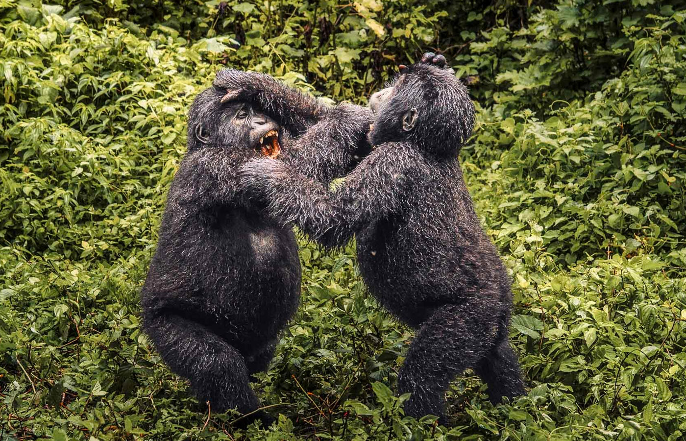 11-days-fly-in-safari-masai-mara-lake-nakuru-kibale-bwindi-forest