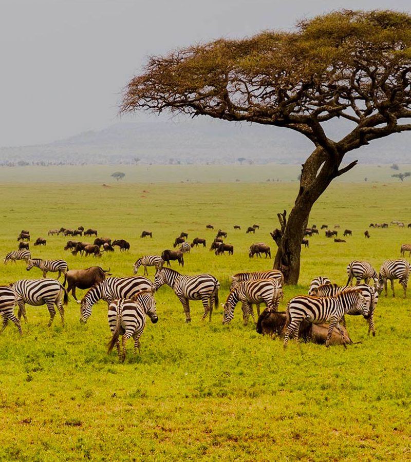 11-days-masai-mara-serengeti-and-gorilla-trekking-safari