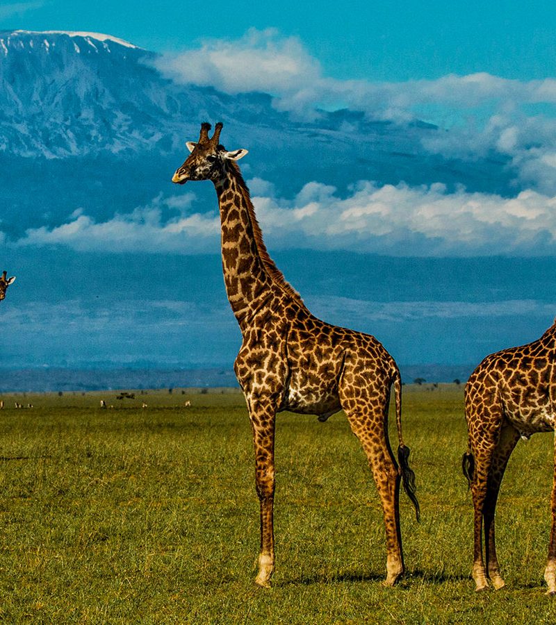 3-days-amboseli-safari-holiday
