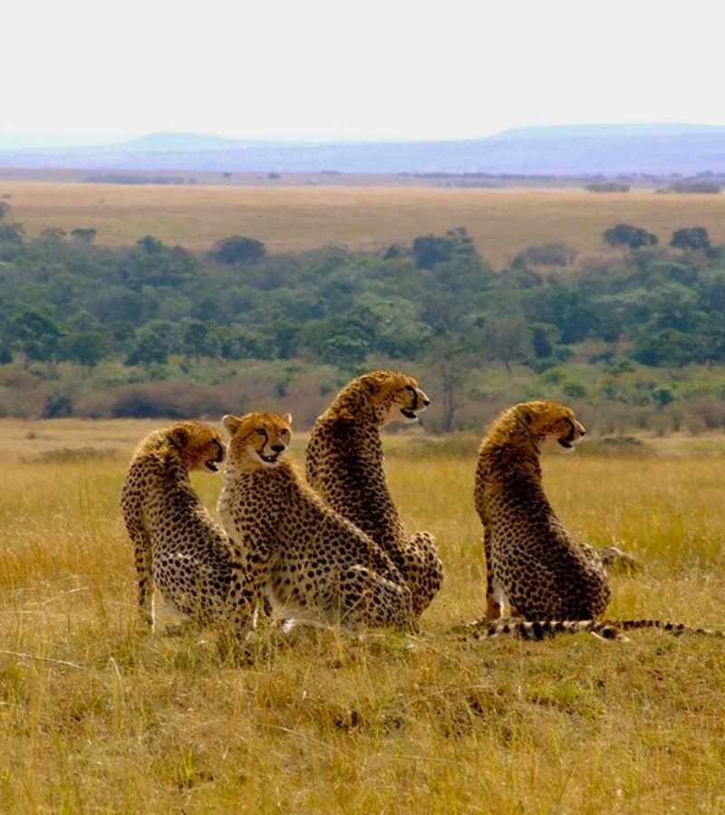 3-days-masai-mara-fly-in-safari-holiday