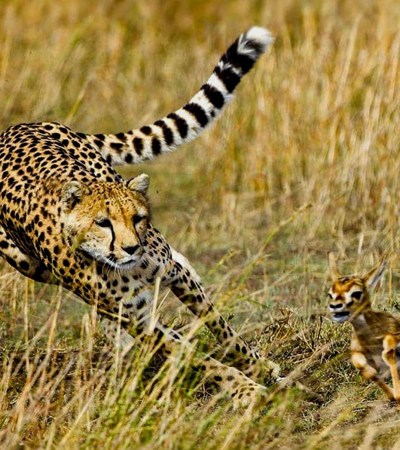 4-days-masai-mara-safari-holiday
