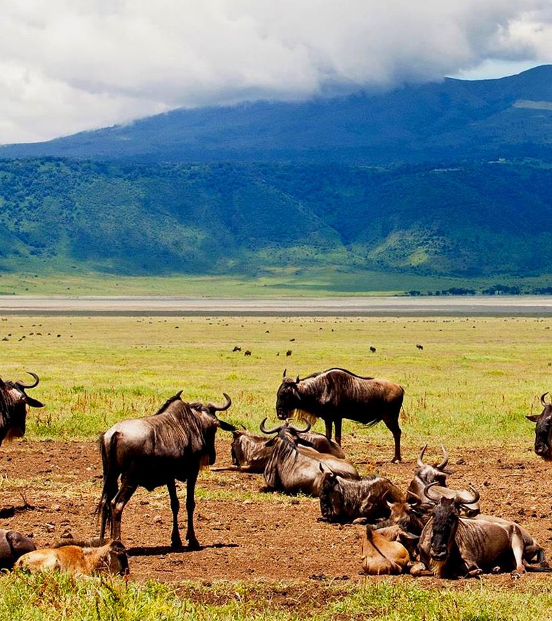 4-days-serengeti-and-ngorongoro-crater-safari