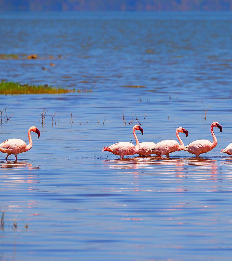 5-days-masai-mara-and-lake-nakuru-safari-tour