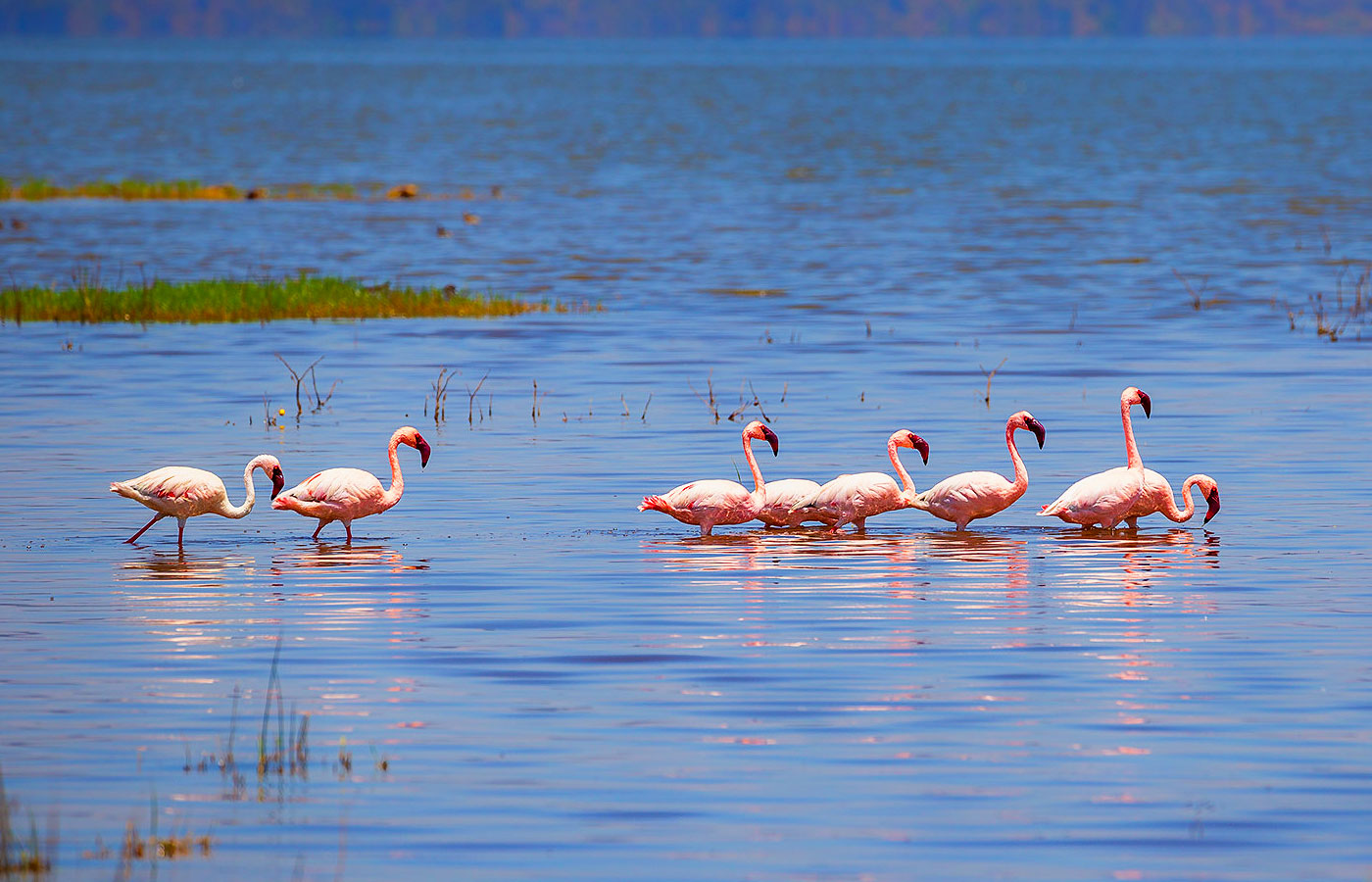 5-days-masai-mara-and-lake-nakuru-safari-tour