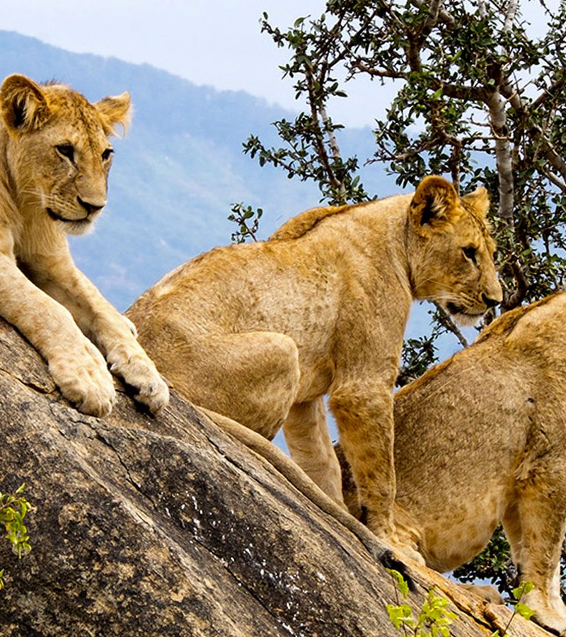 5-days-masai-mara-lake-naivasha-hells-gate-safari