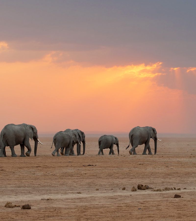 6-days-amboseli-lake-nakuru-and-masai-mara-safari-holiday