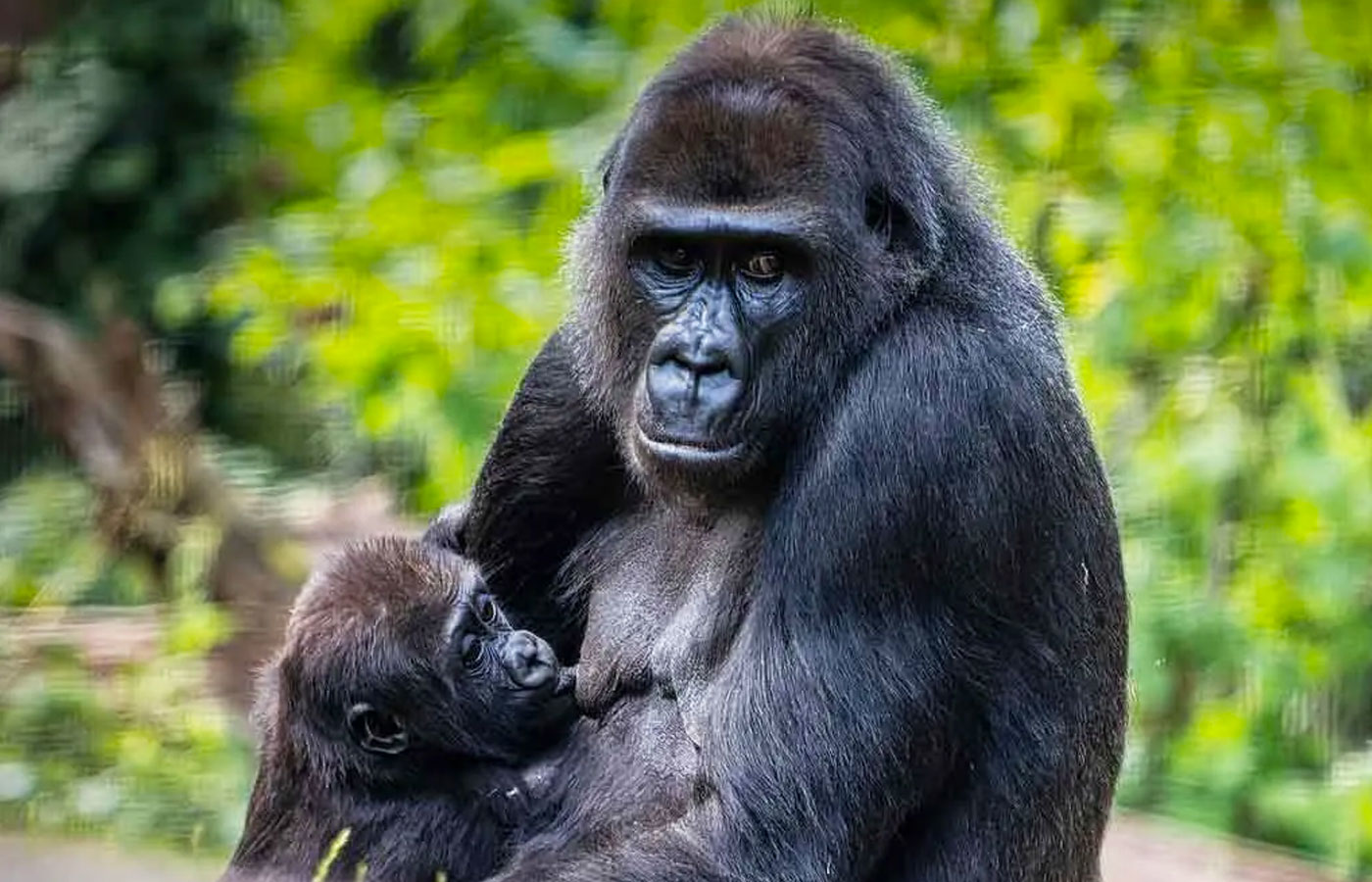 6-days-combined-adventure-bonobos-lowland-gorillas-drc