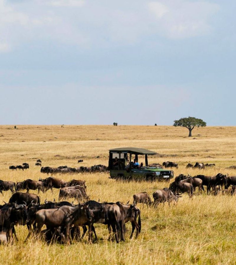 6-days-fly-in-safari-wildebeest-migration-and-gorilla-trekking