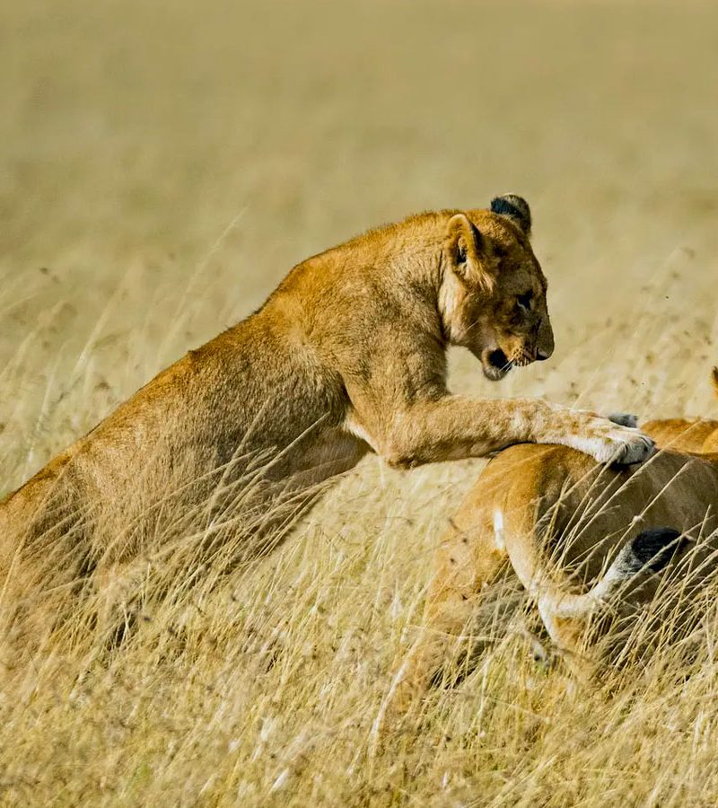 6-days-masai-mara-and-gorilla-trekking-safari-holiday