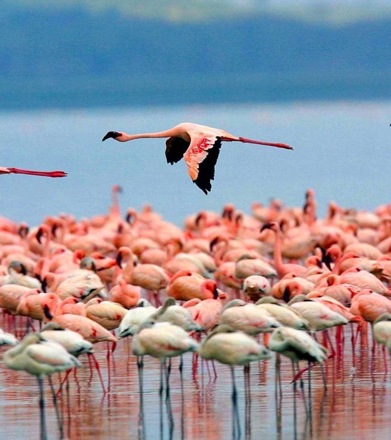 8-days-amboseli-naivasha-lake-nakuru-and-masai-mara-safari