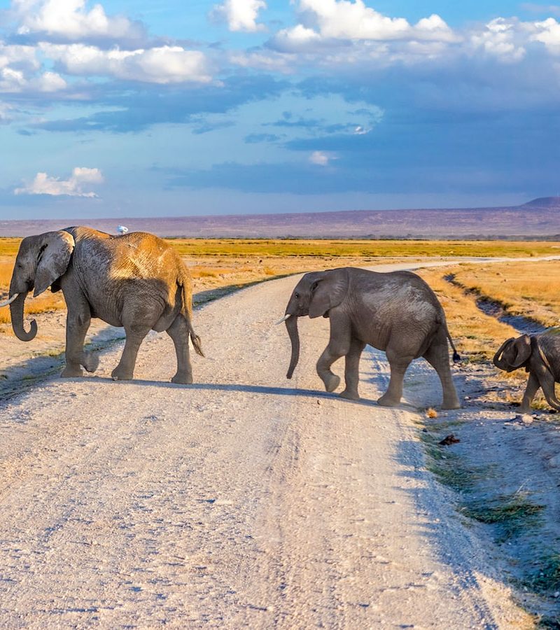 8-days-kenya-and-tanzania-safari-tour