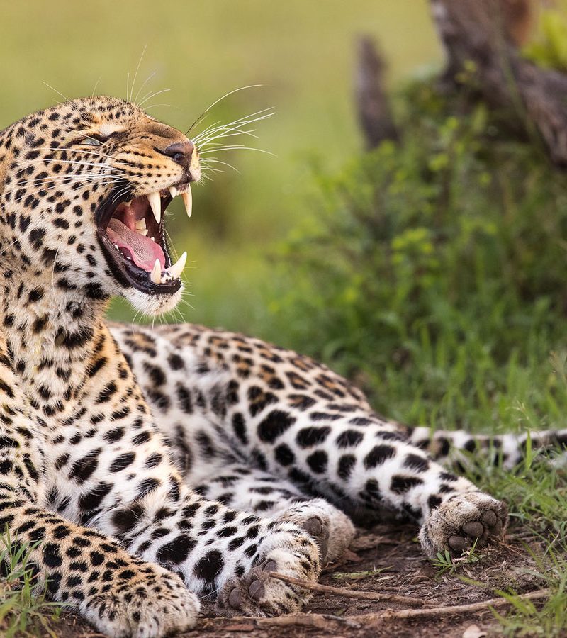 8-days-masai-mara-kenya-game-parks-safari
