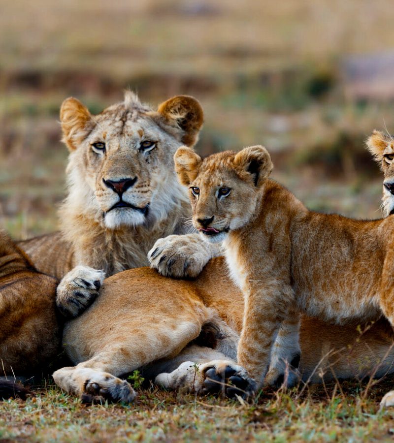 9-day-masai-mara-and-serengeti-safari-holiday