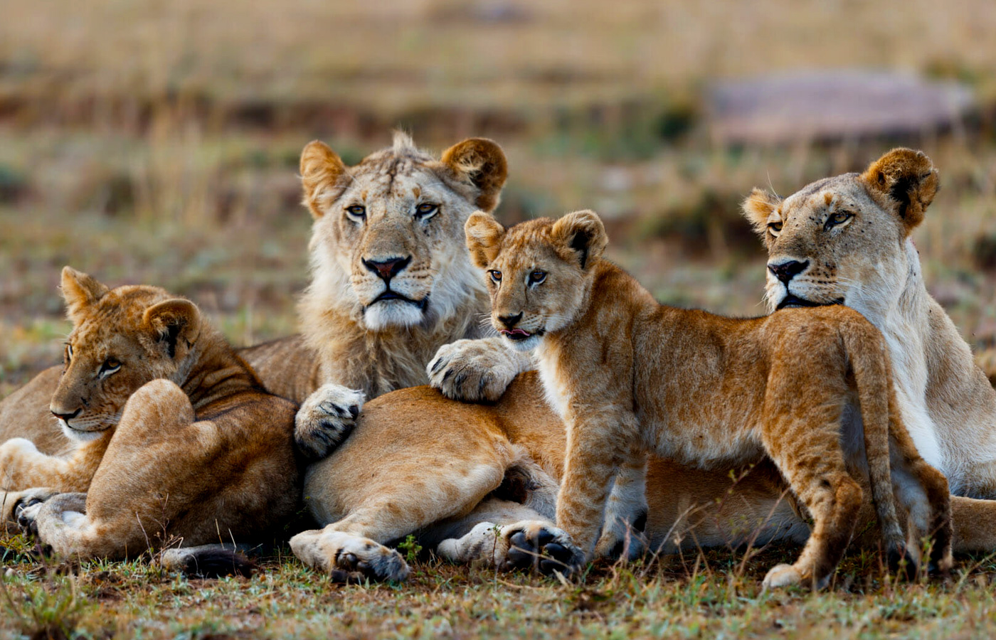 9-day-masai-mara-and-serengeti-safari-holiday