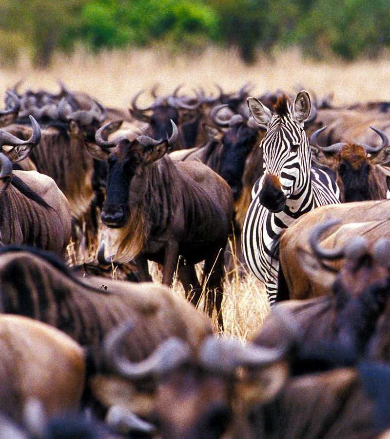 9-days-safari-vacation-tanzania